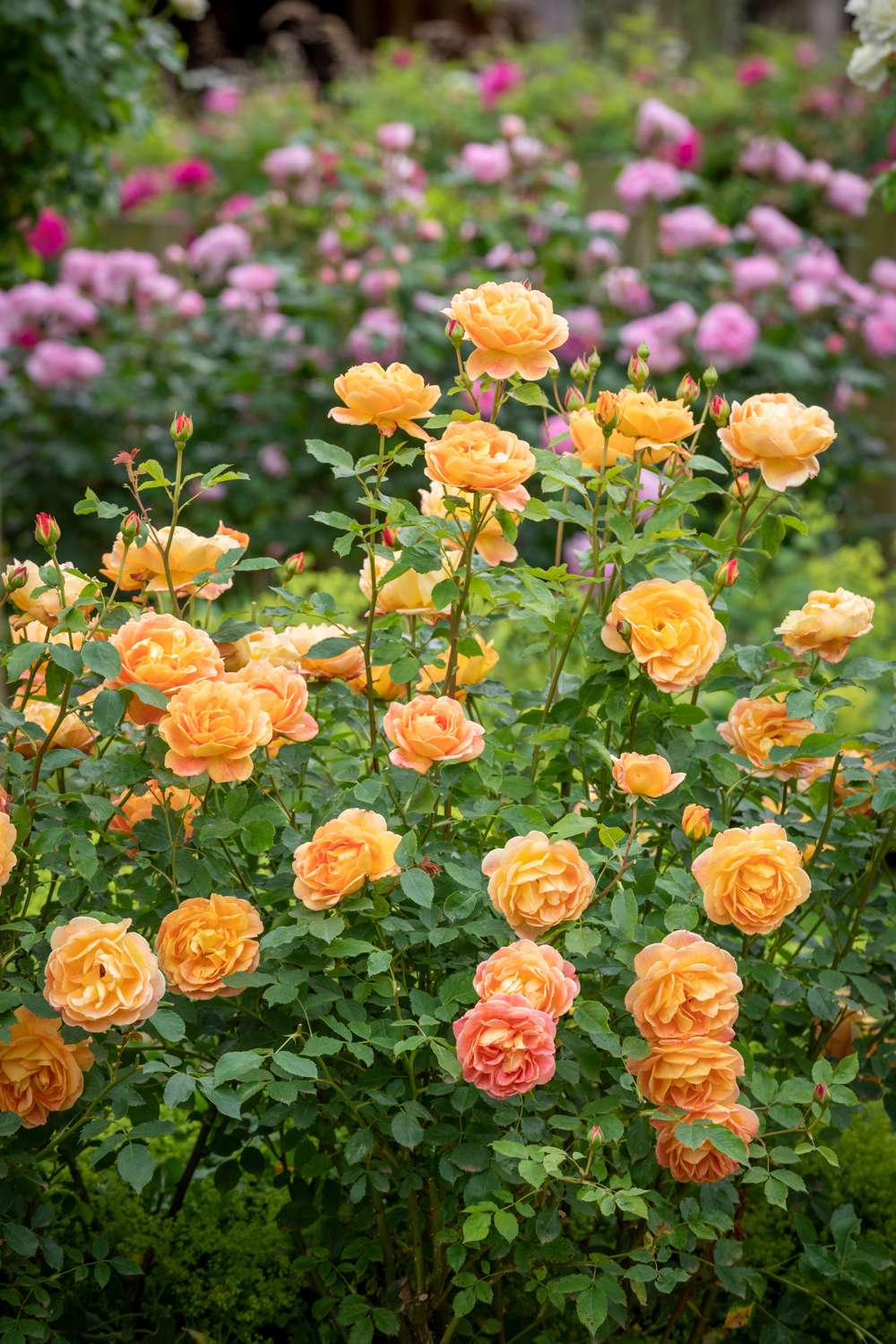 Ros 'Lady of Shalott™' (Ausnyson)